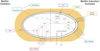 Klebsiella pneumoniae Biofilms and Their Role in Disease Pathogenesis